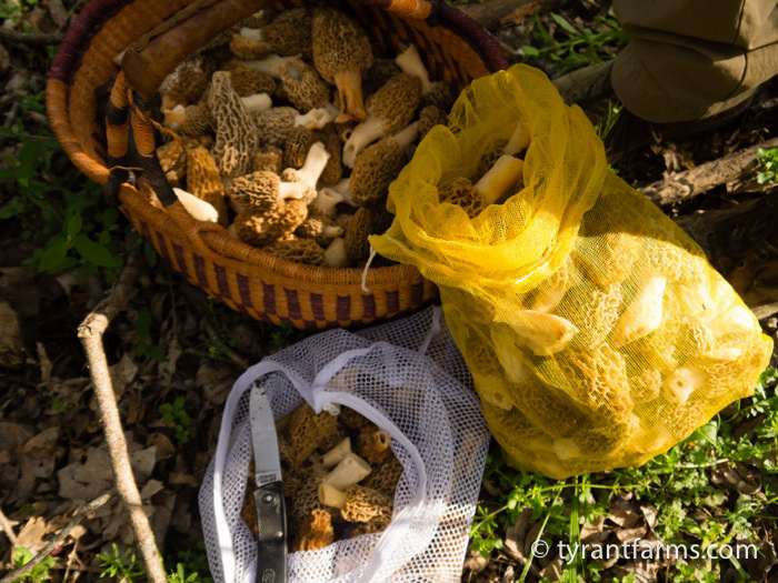 How to find morel mushrooms in the southeast US Tyrant Farms